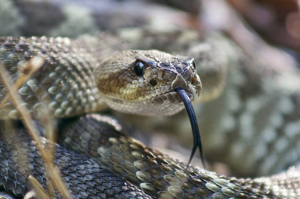 New Mexico Black Tailed Rattler